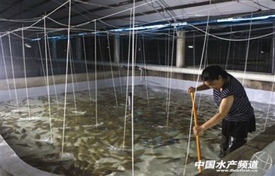 天津楊家泊鎮工廠化養殖規模壯大養戶增收
