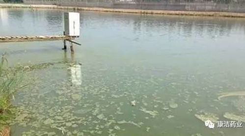 康潔r決策水產品養殖水塘承載力或養植相對密度的2個要素
