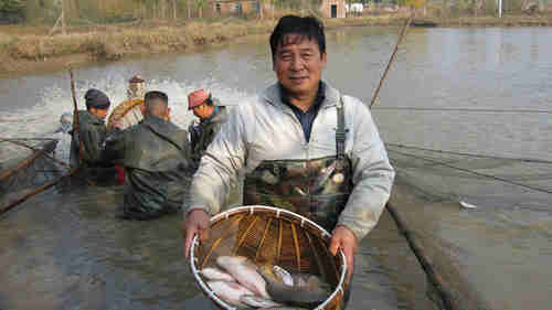 成都鯉魚養殖 濟南槐蔭廣源水產養殖專業合作社竭誠歡迎您-濟南槐蔭廣源水產養殖專業合作社
