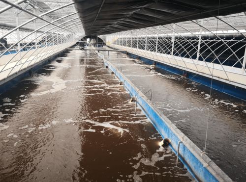 水產養殖 實用水質調控技術,定期消毒調水就能解決大多數的問題