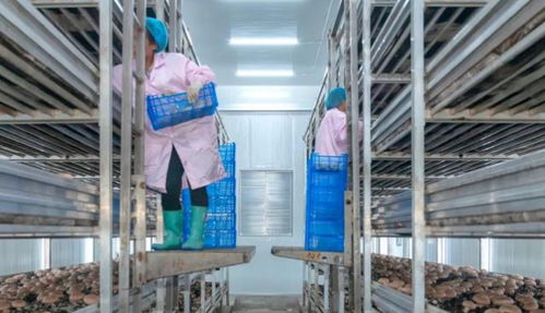 貴州省安龍縣 工廠化立體栽培食用菌提質增效