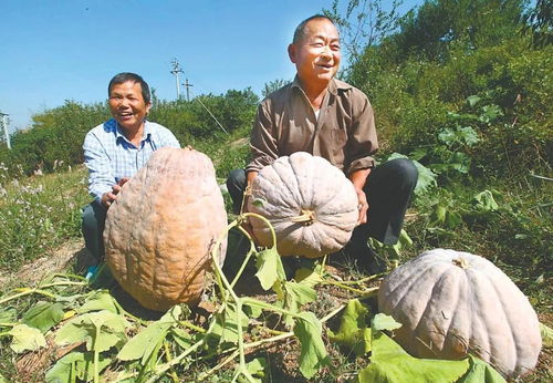 博望區橫望杯2021年中國農民豐收節歡迎您