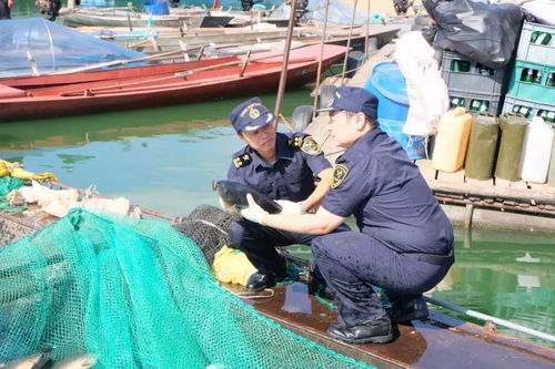海關情 關注 丹東海關練兵執法兩促進,關檢融合駛入 快車道