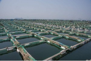 水產養殖-無公害農產品價格-云南盛衍種業