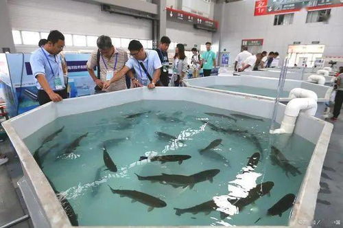占地73332㎡,廣東又一工廠化循環水養殖示范基地將建成