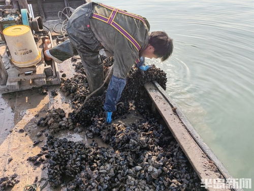 桂東出海記 一天上岸十多萬斤 即墨鰲山灣海虹扇貝同時進入收獲季