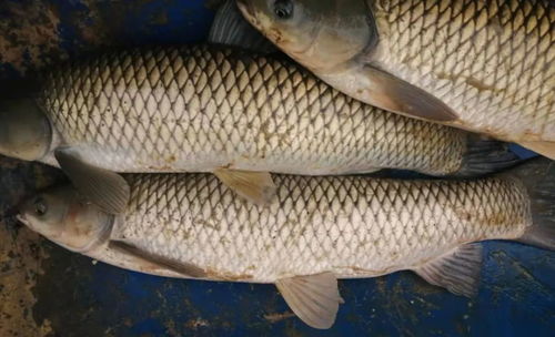 算給你看 草魚價破8元,養殖戶說不賺錢,2021年還有 錢圖 嗎