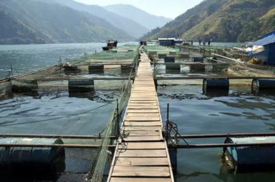 逐點分析!我國水產養殖業存在哪些病害問題?防治技術研究領域的發展趨勢又是如何?