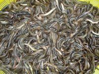 水產(chǎn)養(yǎng)殖什么好適合稻田養(yǎng)殖泥鰍養(yǎng)殖投資小回報(bào)快