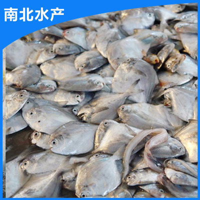 南北水產(chǎn) 出售 水產(chǎn)養(yǎng)殖淡水白鯧魚魚苗 淡水魚魚苗