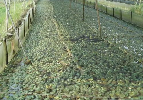 牛蛙養殖到底有多瘋狂 高密度養殖灑藥 這樣的水產能放心吃嗎