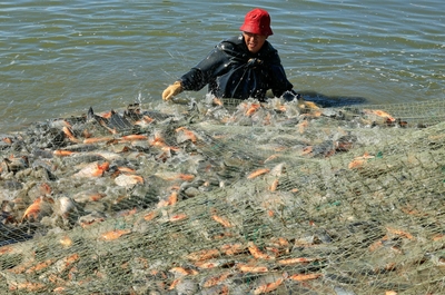 河北豐南:生態水產養殖助增收