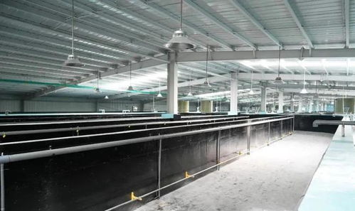 工廠化養石斑魚,每立方米產出35公斤,比傳統養殖模式效益提高3 5倍