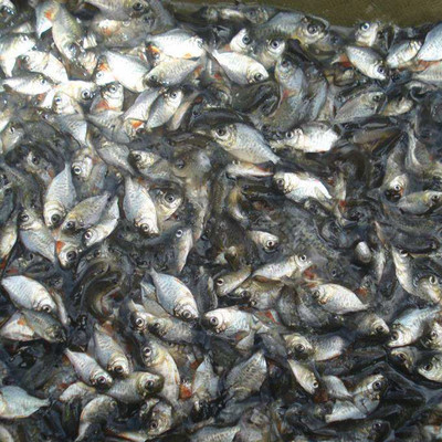 鰱魚苗 水產養殖四大家魚苗 花白鰱魚苗 花鰱魚苗