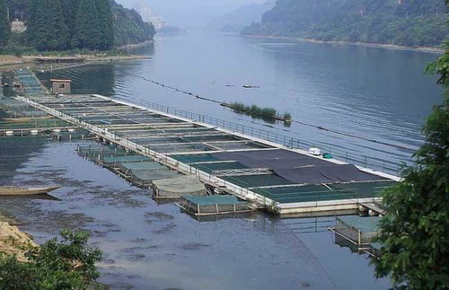 水產養殖戶如何正確使用消毒劑