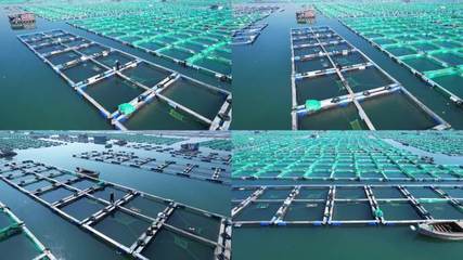 現代化養魚現代化養魚