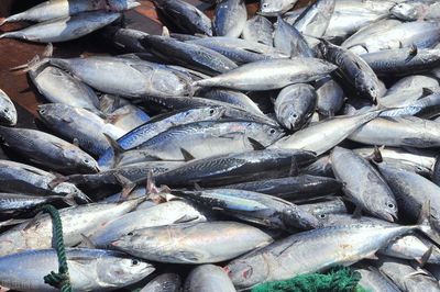 環保對水產養殖有什么影響?養魚前景如何?值得一看!
