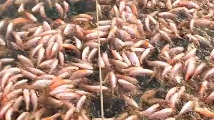 貴陽市魚苗批發水產品養殖場