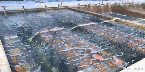 中國全面暫停進口日本水產品,在一天時間,俄羅斯向中國提出要求