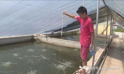 水產養殖少用藥、不用藥!必將是未來養殖趨勢!