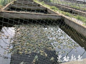 臺灣 老水產 云夢養牛蛙
