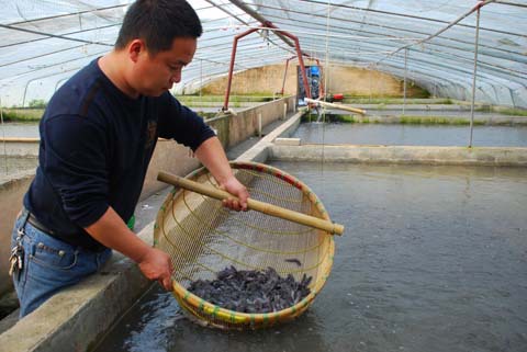 【專業水產養殖場大量供應優質金絲鯰魚苗 品質良好有機鯰魚苗批發】價格,廠家,圖片,魚類,湘潭潤田水產養殖-