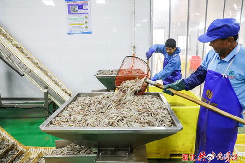 河北唐山灤南 鮮活南美白對蝦加工忙