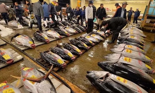 中國全面禁止日本海產(chǎn)品,國內(nèi)70000家日料餐廳表示 不能一刀切