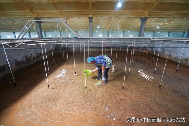 河北灤南:半滑舌鰨養(yǎng)殖忙