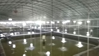 海水養(yǎng)殖,海藻加工,水產(chǎn)銷售 - 榮成市尋山宏源養(yǎng)殖場
