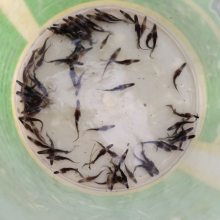 鴨嘴魚苗,魚苗供貨商,鴨嘴魚苗多少錢一條圖片大全 清遠(yuǎn)市清城區(qū)港興水產(chǎn)養(yǎng)殖場