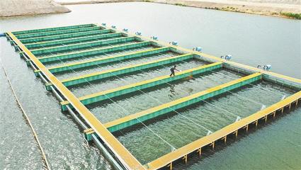 一八八團:水產養殖助力職工群眾持續穩定增收