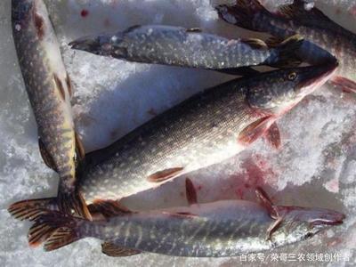 養殖水產類,選擇這幾種淡水魚也許會給你帶來致富之路