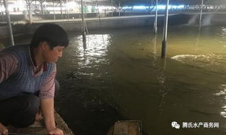 福建用這種產業鏈模式養殖鰻魚,將水產品下腳料變廢為寶,會碰撞什么火花