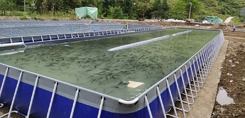 水產(chǎn)養(yǎng)殖知識(shí)之益生菌在水產(chǎn)養(yǎng)殖中的作用