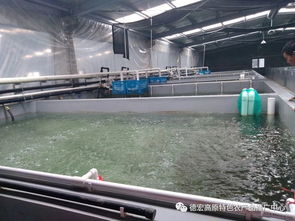 云南德宏州農業局組織技術團隊赴上海學習特種水產養殖成效明顯