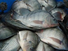 陽江海南壹號羅非魚苗水產養殖 羅非魚苗水產養殖_供應產品_開平市月山鎮明輝養殖場_中國內貿網