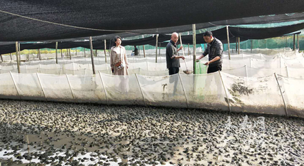 急,這里有2萬斤牛蛙滯銷!