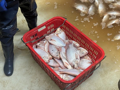 【新春走基層】年年有“魚” 石堡養殖桶激起“致富浪”