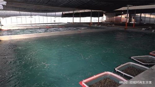 養殖花蛤苗實用技巧,海峽漆幫助他成為養殖達人