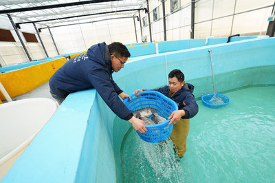 貴州丹寨:“反租倒包”水產養殖助力鄉村振興