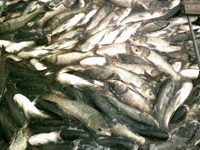 供應(yīng)草魚成品及半產(chǎn)品_草魚價(jià)格_中國(guó)水產(chǎn)養(yǎng)殖網(wǎng)