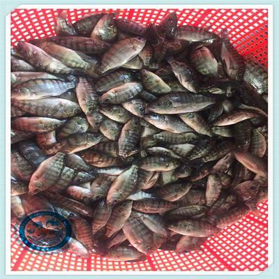 活體養(yǎng)殖福壽魚(yú)少病害 活體羅非魚(yú)苗運(yùn)輸