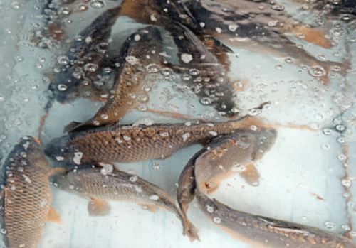 北京朝陽區 兩家超市自砸招牌,鯉魚 武昌魚被檢出 孔雀石綠