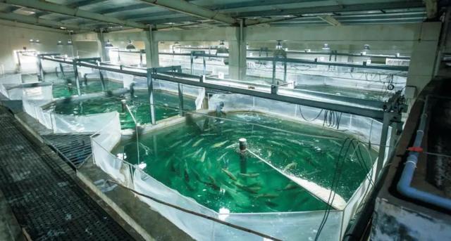 三文魚養殖業 "特斯拉"落戶中國寧波,日本版已經破土動工