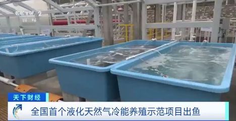 陸地建起"海洋牧場"!全國首個液化天然氣冷能養殖示范項目出魚