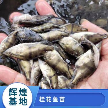 鱖魚魚苗價格