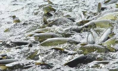 “養(yǎng)魚(yú)先養(yǎng)水”,水產(chǎn)養(yǎng)殖調(diào)水產(chǎn)品你選對(duì)了嗎?