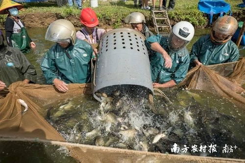 從 塘頭 到餐桌,南沙打造現(xiàn)代化 美麗漁業(yè) 探秘廣東寶藏園③