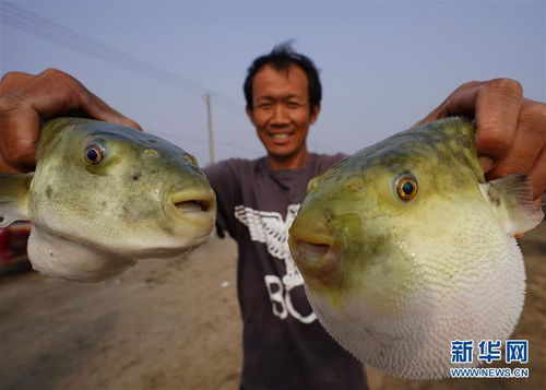 中秋 蟹肥蝦鮮魚香時(shí)